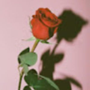 Meet your Posher, Isabelle